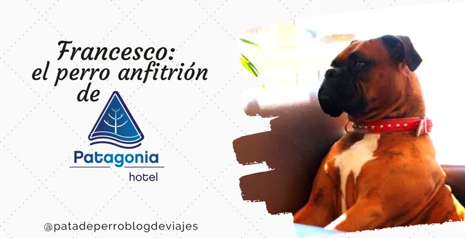 Francesco: el perro anfitrión de Patagonia Hotel
